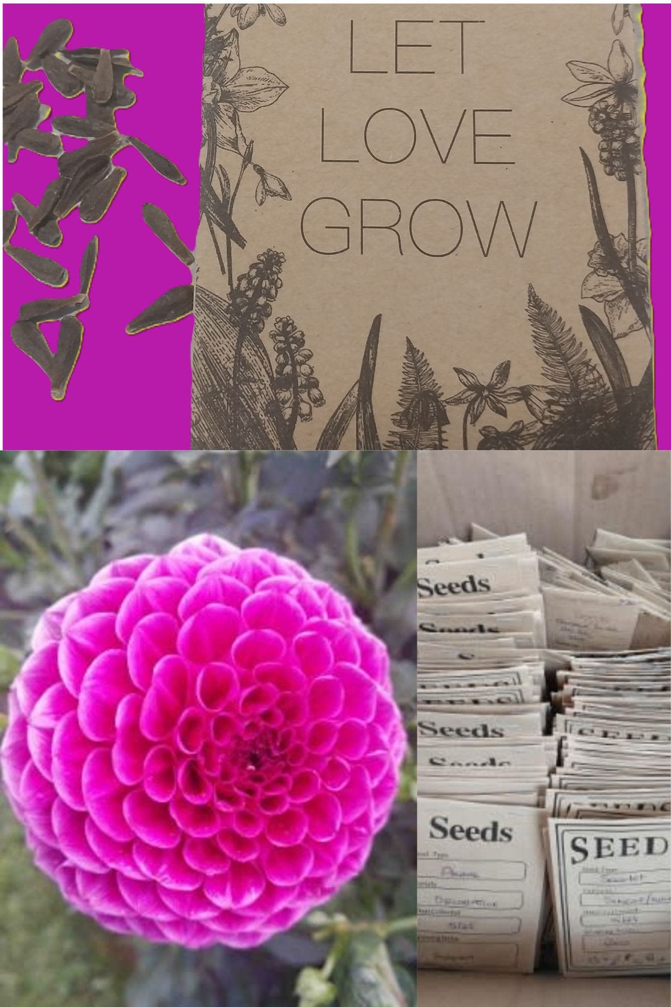 SA Purple Frost Seeds