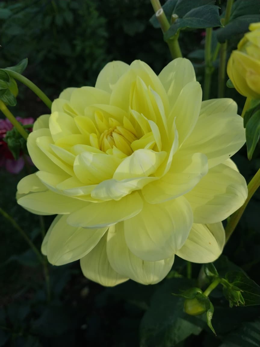 Glorie van Heemstede