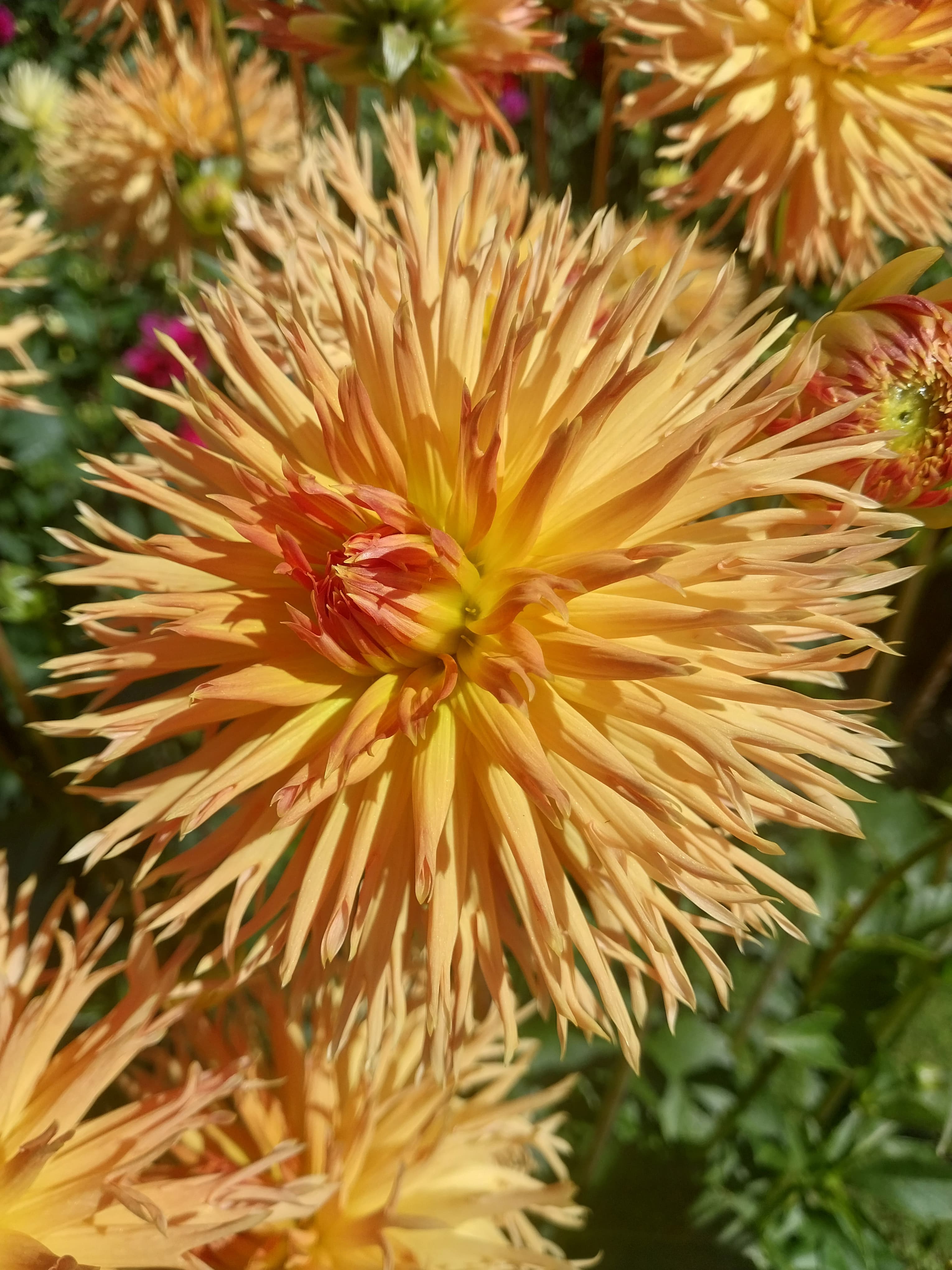 Kaiwera Gold