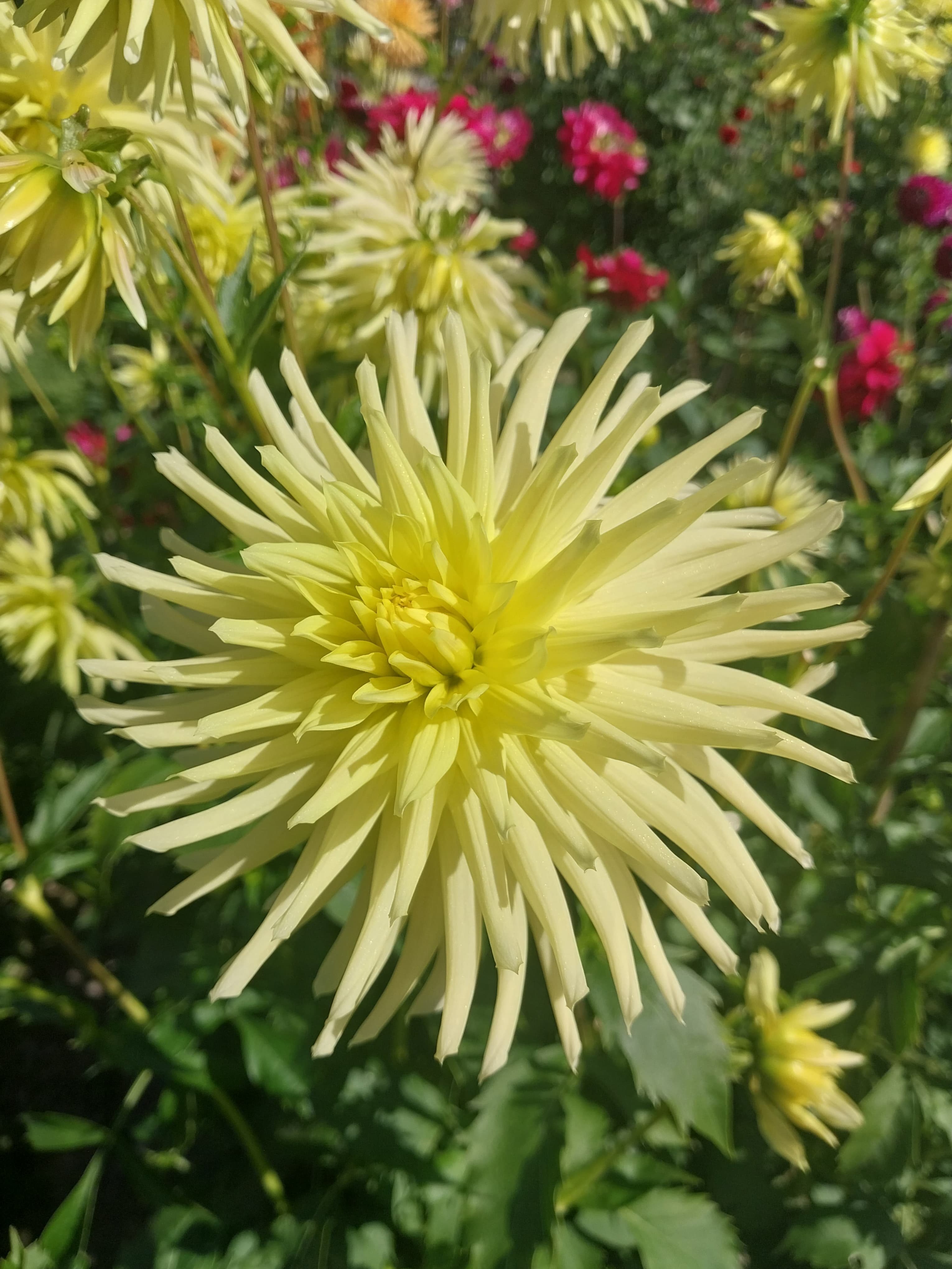 Yellow Star